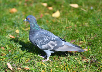 Turtledove or Stone Pigeon, an ordinary pigeon (Latin. Columba livia) in an autumn park