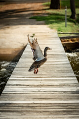 Duck in Flight