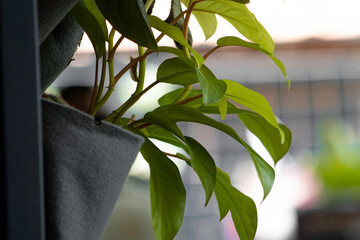 Vertical home garden with aromatic plants