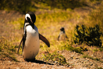 Naklejka premium Spheniscus magellanicus