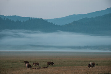 Cows grazing in summer in a meadow in the Altai Mountains