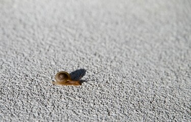snail on the sand