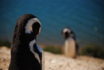 penguin on the beach