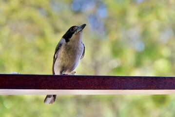 spotted woodpecker
