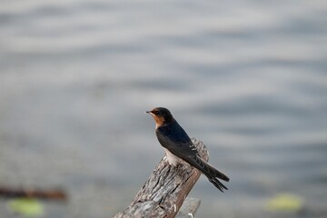 red winged blackbird