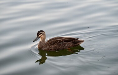country goose swimming