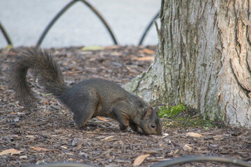 squirrel on a tree