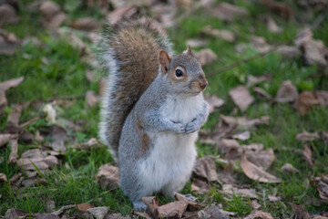 squirrel in the park