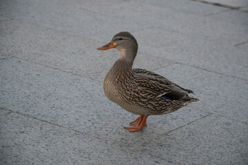 duck