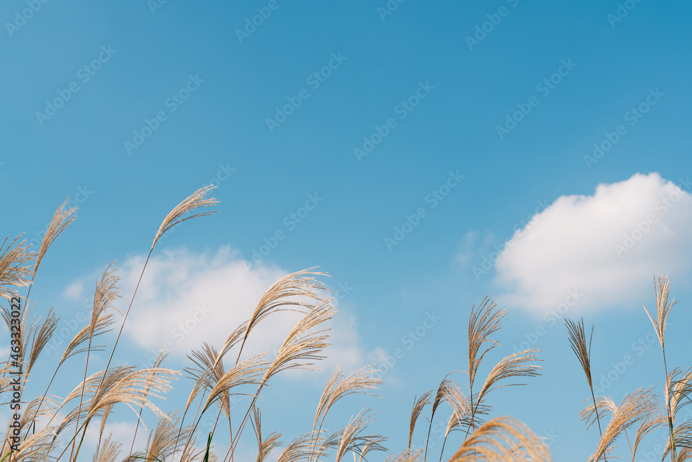 Wall mural autumn reed at banpo han river park in seoul, korea