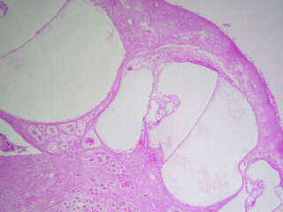 Histology microscope image of guinea pig cochlea for hearing (100x)