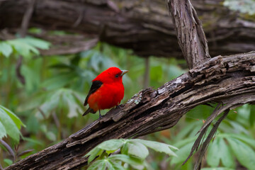 Scarlett Tanager perched low to the ground surrounded by May apples. 