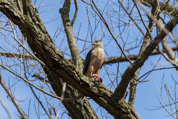 Cooper's Hawk perched in a tree with its bloody prey in its talons. 