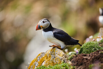 puffin birds on the Saltee Islands in Ireland, Fratercula arctica