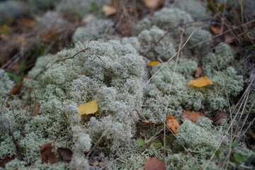 ハナゴケ、コケ、苔
