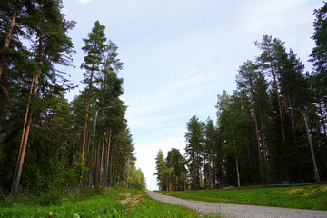 針葉樹林と道