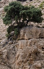 the surviving plants even on a rock in the high mountains in Morocco (high atlas)