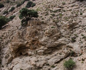 the surviving plants even on a rock in the high mountains in Morocco (high atlas)