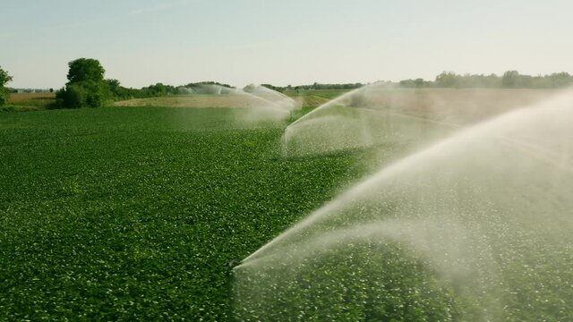 Countryside farm's automatic irrigation system watering green soybean field growing during sunny summer day close to a yellow dry corn plantation. Zenith top view from drone,  Aerial zoom in shot