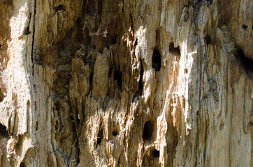 Detail of dry tree trunk with holes.