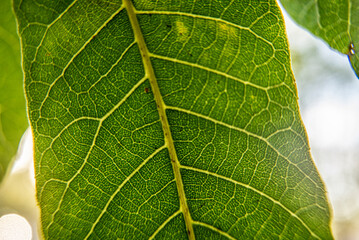 Green Textured Leaf Close with Deep Veins Summer