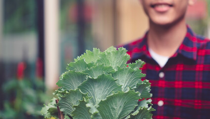 Asian man hobby farmer holding green curly kale plant in a vegetable garden, Green kale...