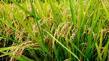 日本　秋　お米　稲穂　Japanese rice　田舎　風景
