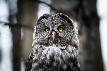 Great Grey Owl close up head and yellow eyes wildlife portrait background