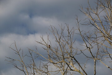 pygmy owl on a dry tree