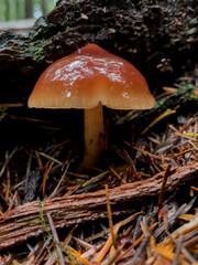 Mushroom in the rainforest
