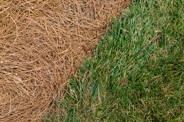 Close view of grassy area alongside an area mulched with pine straw, diagonal through frame, horizontal aspect