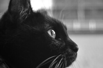 黒猫