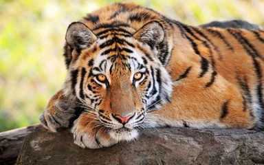 Foto op Canvas tiger © Maksim