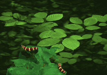 Yellow, red, black striped caterpillars eating leaves isolated on white
