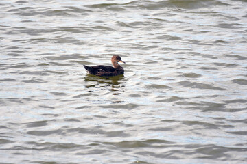 Blue-winged Teal swimming in a marsh