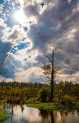 Sunrays in Swamp