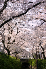 川のほとりに咲く桜の花