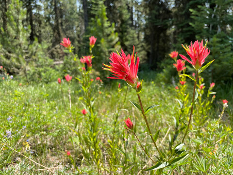Grand Teton National Park Red Paintbrush Plant