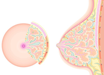 乳房　構造　イラスト