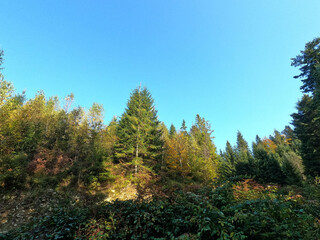 Fototapeta na wymiar Carpathian Mountains landscape with forest