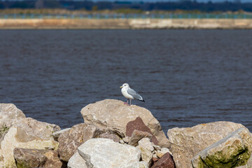 Seagull resting on a breakwater in Lake Michigan