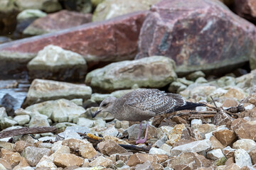  A juvenile herring  gull (larus argentatus smithsonianus) from the shores of Lake Michigan, Wisconsin.