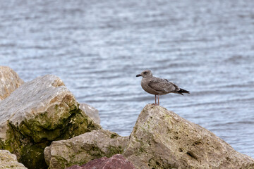  A juvenile herring  gull (larus argentatus smithsonianus) from the shores of Lake Michigan, Wisconsin.