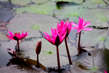pink  lotus flower in the pond