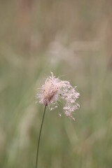 Grass Seed Head Blown in the Wind