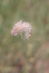 Close Up of Grass Seed Head
