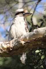 Kookaburra in a Gum Tree