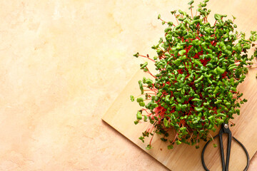 Wooden board with fresh organic micro green and scissors on color background