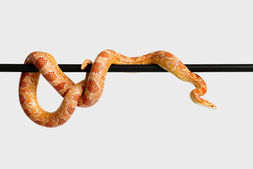 Corn snake on light background