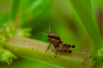 grasshopper on leaves. yellow green grasshopper on a leaf in the morning.
forest grasshopper on the grass.